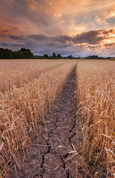 Kırık çamur buğday alanında neden kuraklık