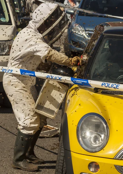 Bees swarm onto a car