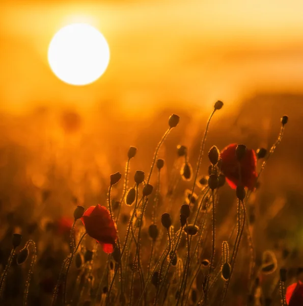 Amapolas rojas brillantes, un símbolo del Día del Recuerdo —  Fotos de Stock