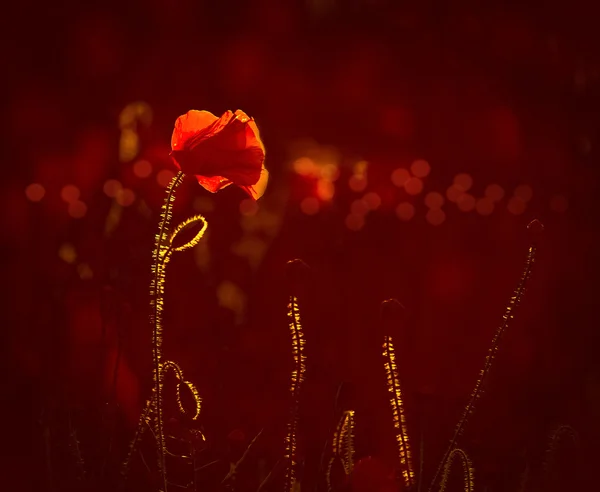 Bright red poppies, a symbol of Remembrance Day — Stock Photo, Image