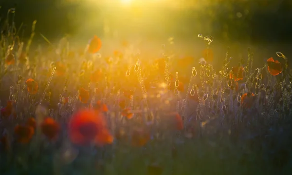 Parlak kırmızı poppies, anma günü sembolü