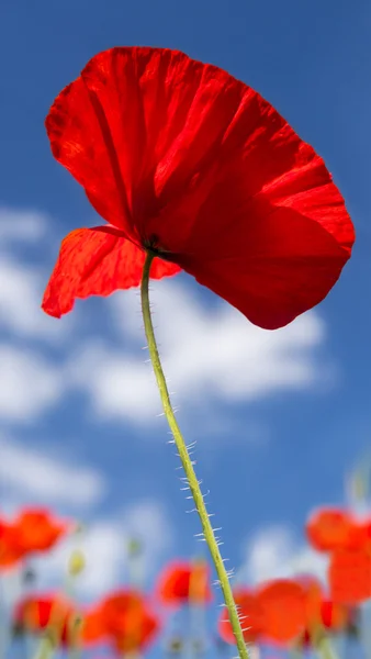 Amapolas rojas brillantes, un símbolo del Día del Recuerdo — Foto de Stock