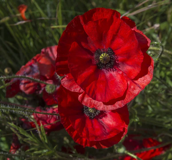 Ljusa röda vallmo, en symbol för Remembrance Day — Stockfoto