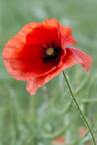 Bright red poppies, a symbol of Remembrance Day — Stock Photo, Image