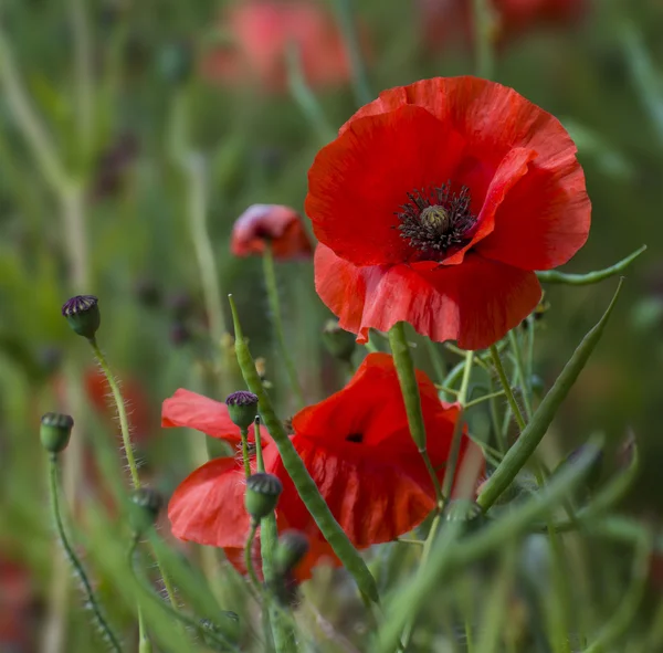 Bright red poppies, a symbol of Remembrance Day — Stock Photo, Image