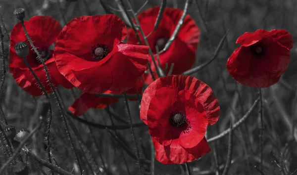 Amapolas rojas brillantes, un símbolo del Día del Recuerdo —  Fotos de Stock
