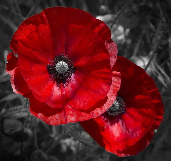 Bright red poppies, a symbol of Remembrance Day — Stock Photo, Image