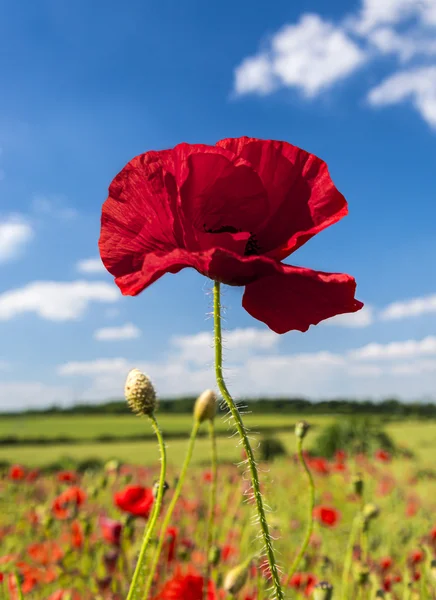 Ljusa röda vallmo, en symbol för Remembrance Day — Stockfoto