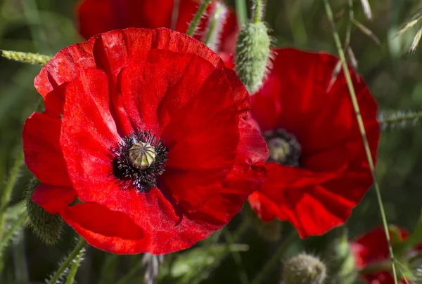 Ljusa röda vallmo, en symbol för Remembrance Day — Stockfoto