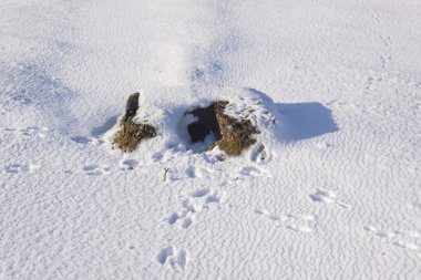 Rabbits run for cover but tracks lead to their warren clipart