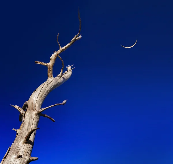 Dead tree reaches up to a crescent moon