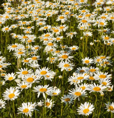 Tarlada beyaz papatyalar