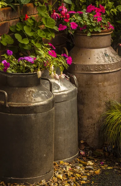 Flowers in old milk churns — Stock Photo, Image