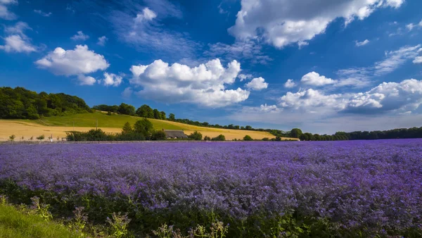 Purple Flax field in Hampshire — Stock Photo, Image