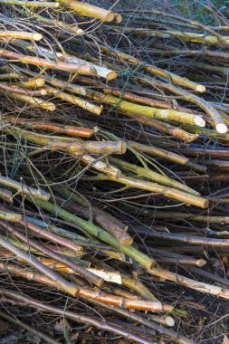 Bahar süre boyunca Oxfordshire Woodland içinde coppicing
