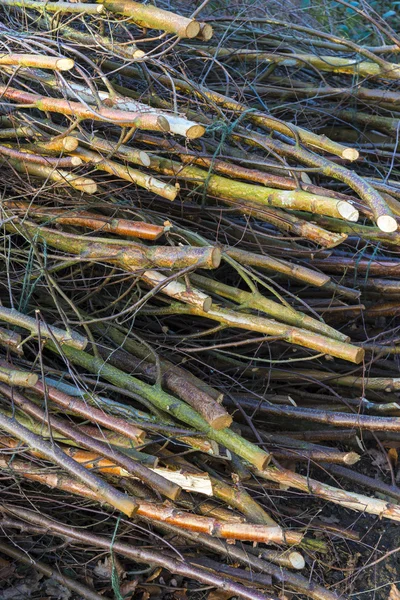 Coppicing v Oxfordshire Woodland během jara — Stock fotografie