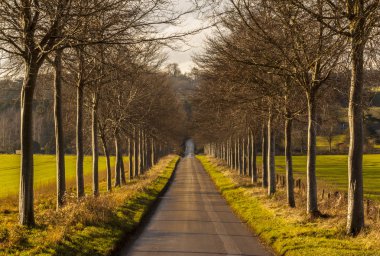 Genç ağaçlar satırının bir lane Avenue