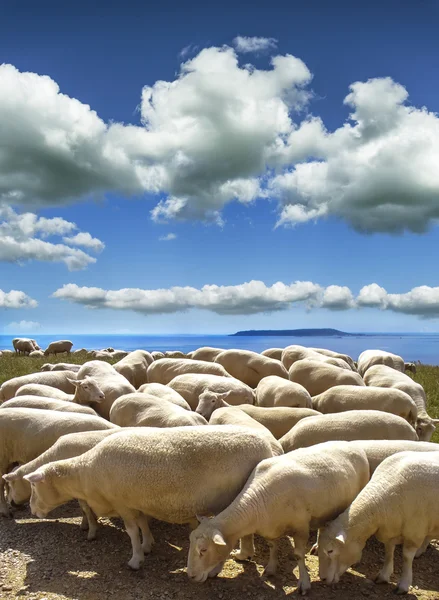 Sheep-filled landscape at Ringstead in Dorset — Stock Photo, Image