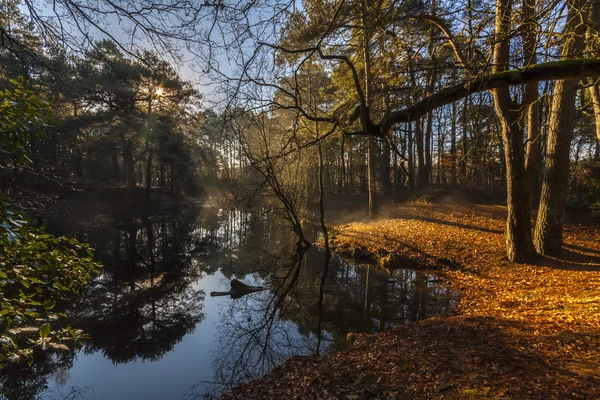 Lago nebuloso no meio da floresta em Poole — Fotografia de Stock