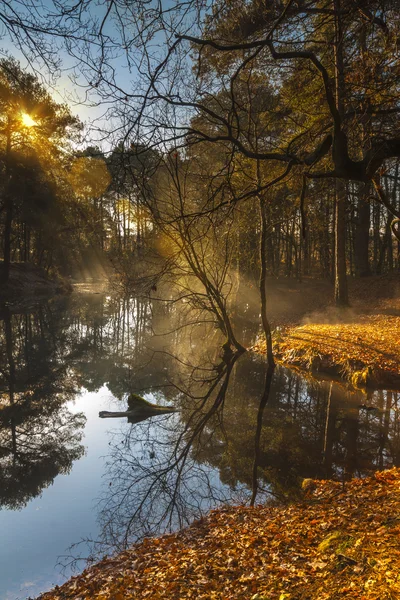 Lago nebuloso no meio da floresta em Poole — Fotografia de Stock