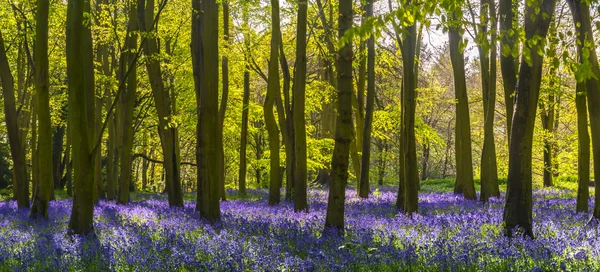 Światło słoneczne rzuca cienie całej bluebells w drewnie — Zdjęcie stockowe