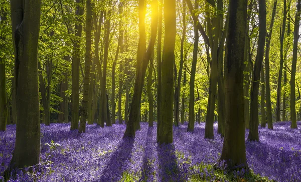 Sonnenlicht wirft Schatten über Blauglocken im Wald — Stockfoto