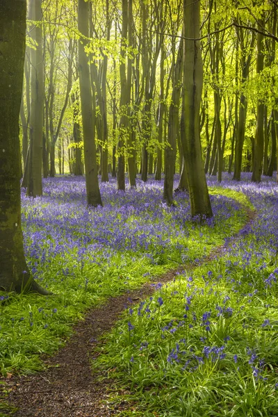 La luz del sol proyecta sombras a través de campanas azules en un bosque — Foto de Stock