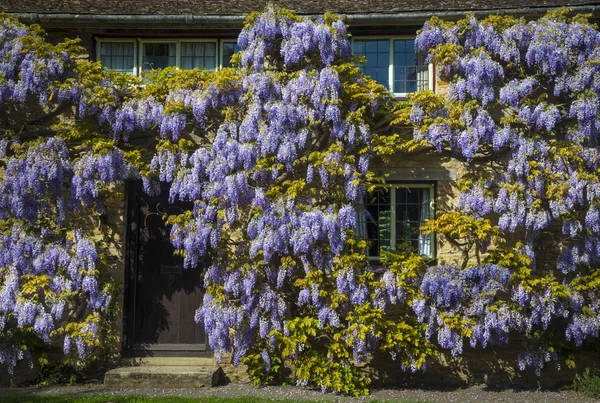 Wisteria em uma casa de pedra cor de mel — Fotografia de Stock