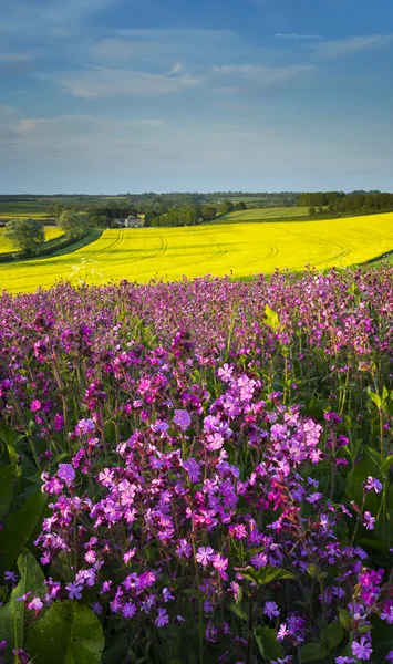 Feld von rotem Campion bei Sonnenuntergang — Stockfoto