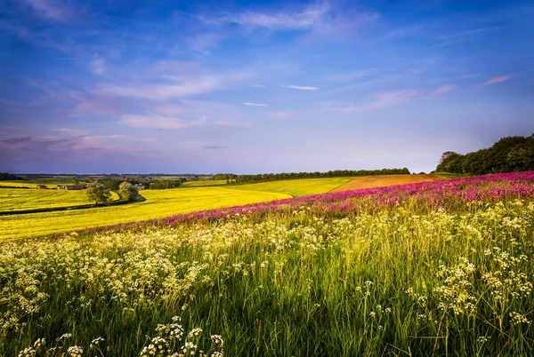Field of Red Campion at Sunset — Stock Photo, Image
