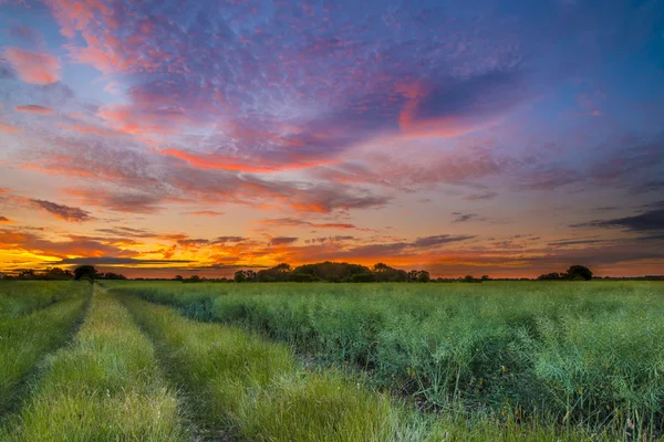 Pôr do sol sobre um campo de trigo — Fotografia de Stock