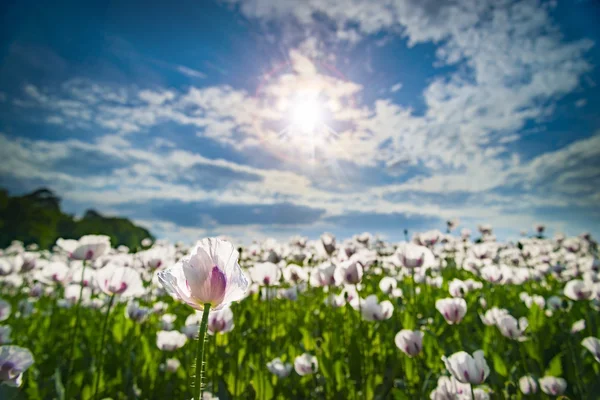 Campo di papaveri bianchi in una giornata di sole — Foto Stock