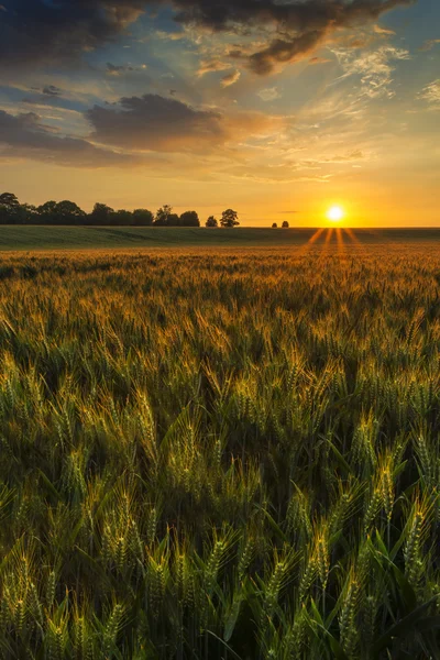 Zachód słońca nad polem pszenicy — Zdjęcie stockowe