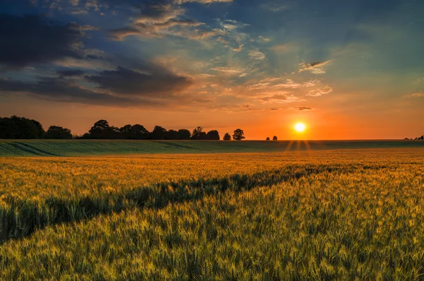 Coucher de soleil sur un champ de blé — Photo