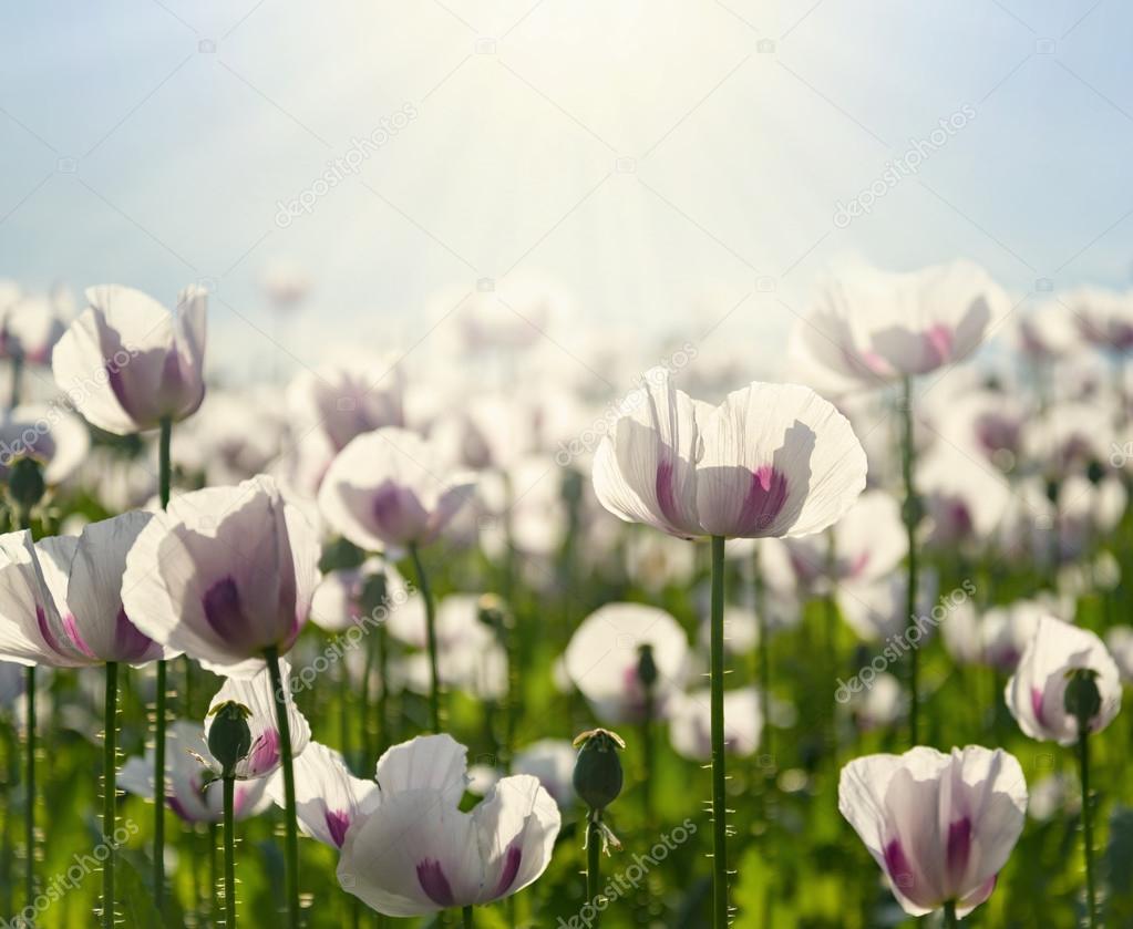 Field of white poppies on a sunny day