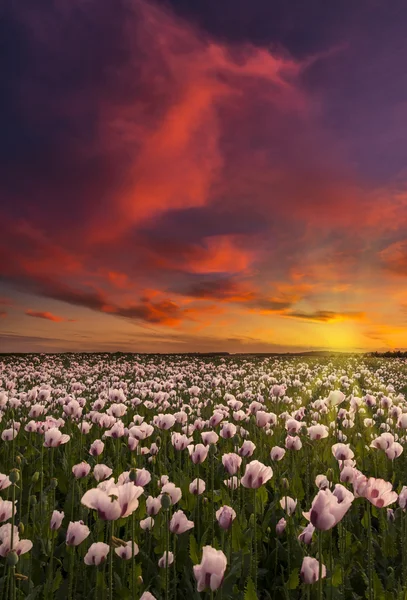 Thousands of white poppies under red skies — Stock Photo, Image