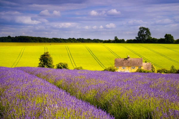 Gebied van lavendel onder blauwe luchten — Stockfoto