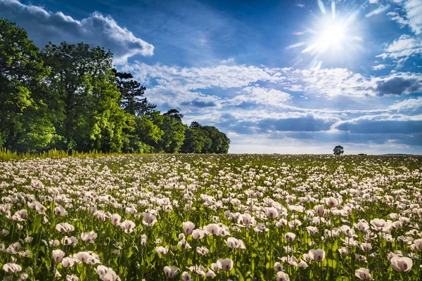 Feld weißer Mohnblumen an einem sonnigen Tag — Stockfoto