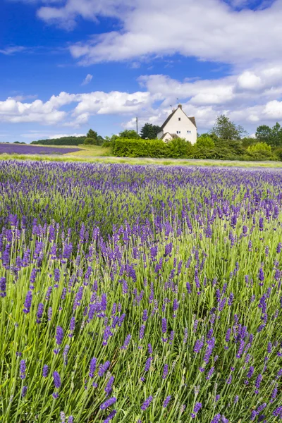 Campo de lavanda bajo cielos azules —  Fotos de Stock