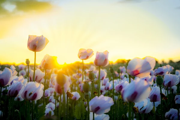 Thousands of white poppies under red skies — Stock Photo, Image