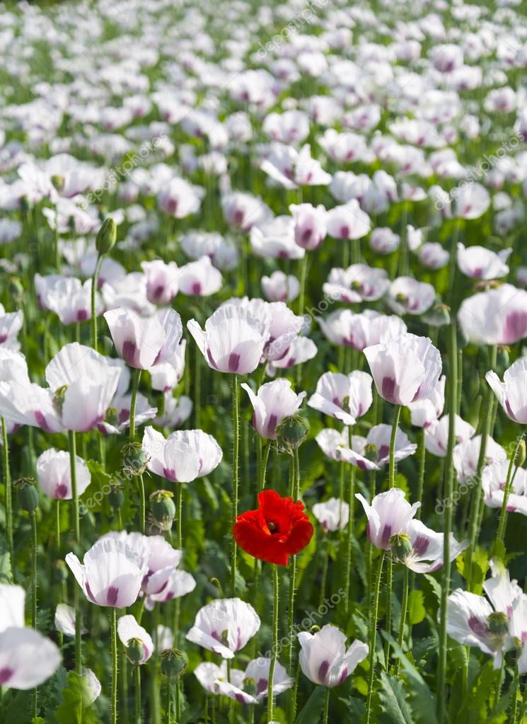 Single Red Poppy in a field of a million white poppies