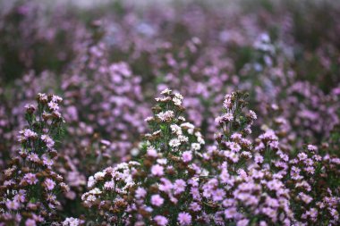 Marguerite çiçekleri doğal bir çiçek arkaplanda. Bahçedeki güzel çiçek