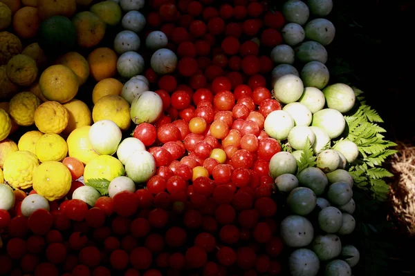 Rote Tomaten Auf Dem Tablett Mit Gemüseobst Mit Sonnenlicht Biologischer — Stockfoto