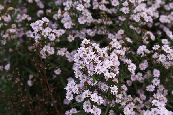 White Marguerite Flowers Natural Floral Background Beautiful Flower Garden — Stock Photo, Image