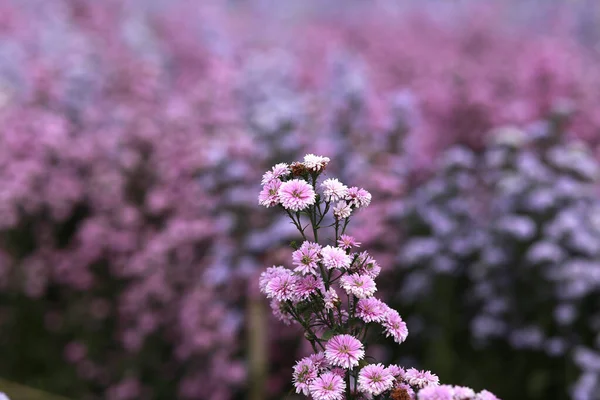 Flores Marguerite Púrpura Sobre Fondo Floral Natural Hermosa Flor Jardín — Foto de Stock