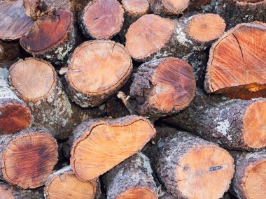 Ağaç gövdesi doğal doku