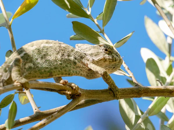 Chameleon Walking Tree Branch Selective Focus — Stock Photo, Image