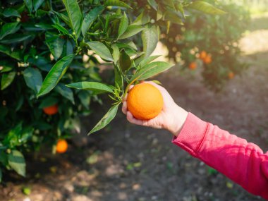 Çocuğun eli ağaçtan portakal topluyor. Seçici odak