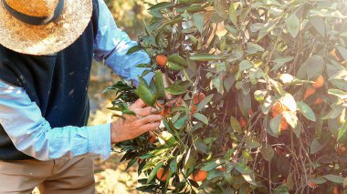 Tarladaki adam ağaçtan mandalina topluyor, seçici odaklanma.