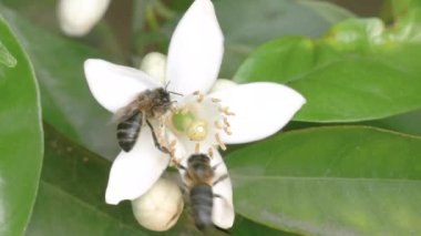 Arı, portakal ağacının çiçeklerinden polen topluyor. Seçici odak